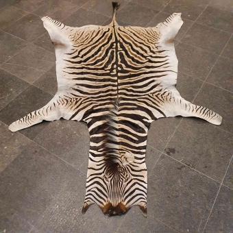 Schitterende Zebra Huid A Kwaliteit